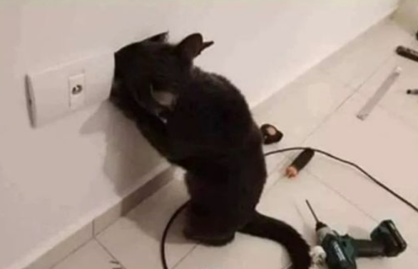 catsuptonogood's tweet photo. his ass is NOT a certified electrician! https://t.co/6GmZgy1HVq