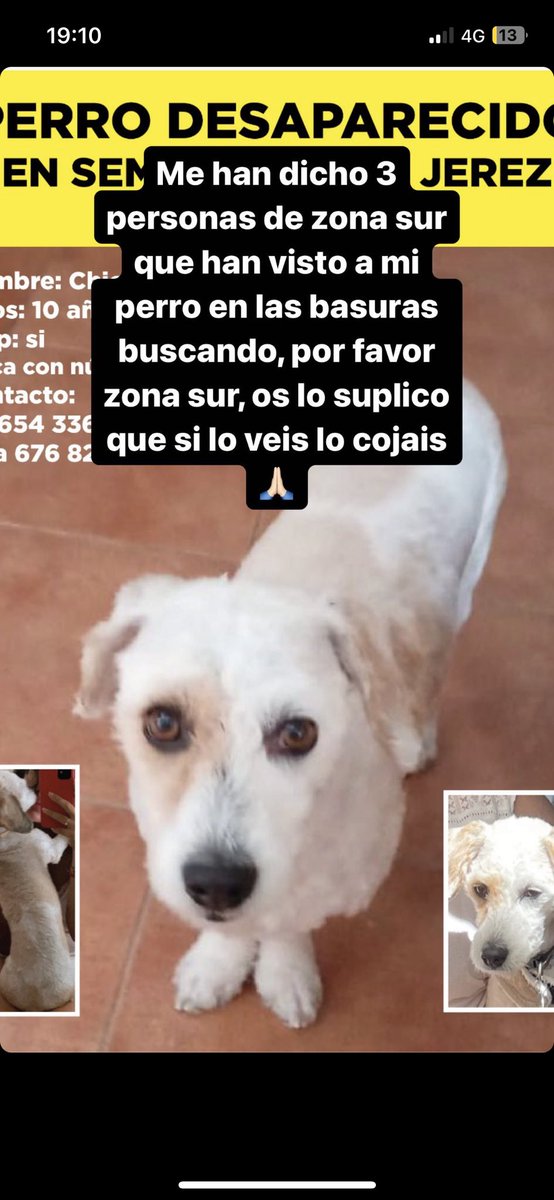 Por favor si lo veis cogedlo, es super cariñoso y no os cuesta nada tenedlo un momento hasta que su dueña llegue a la ubicación. Difusión por favor!!!!!