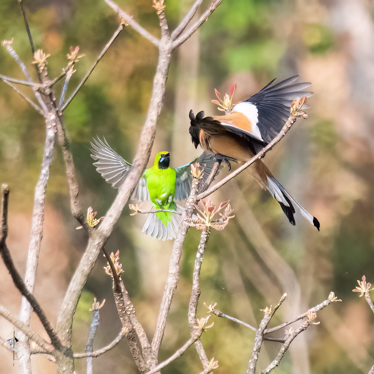 Fight for a perch...
Golden-fronted Leafbird and Rufous Treepie
Gubbala Mangamma Temple, Telangana
Apr2023

#GoldenFrontedLeafbird #rufoustreepie
instagram.com/syampotturi

#IndiAves #birdwatching #birdphotography #birds #BirdsSeenIn2023 #TwitterNatureCommunity #Nikon #D850