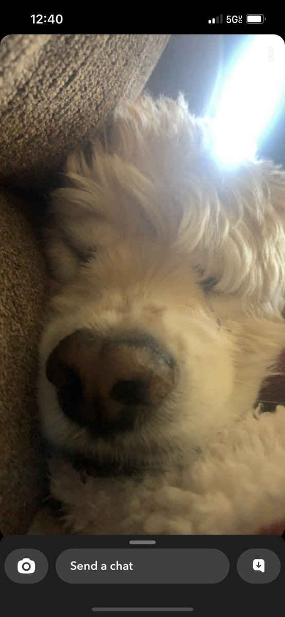 sokormom's tweet photo. @Phil_Sledge Everyone says they would like to sleep like a baby… personally, I’d rather sleep like my dog. #napsallday #hashisownwarmblanket https://t.co/nrD8bMO0w2