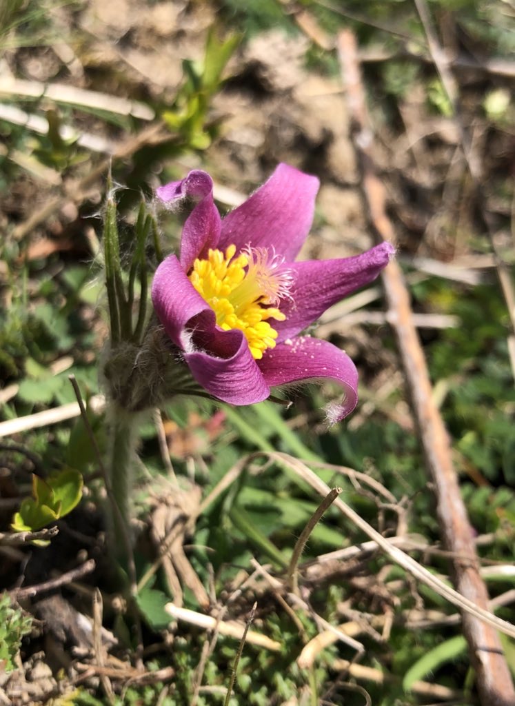 annasalty's tweet photo. Joyeuse Pâques!  Pasqueflowers just coming in to bloom on Good Friday. #wildflowerhour https://t.co/zSHMy8c7xO