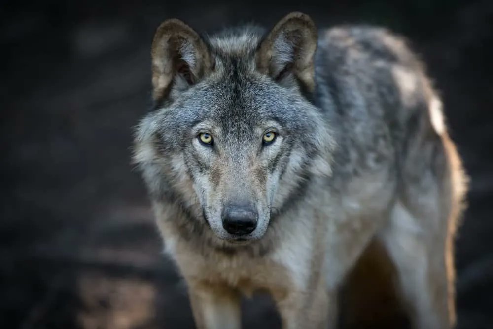 'Embrace your inner wolf with these powerful #WolfQuotes, Sayings, and Proverbs! #EverydayPower' buff.ly/2Wg4Vlr