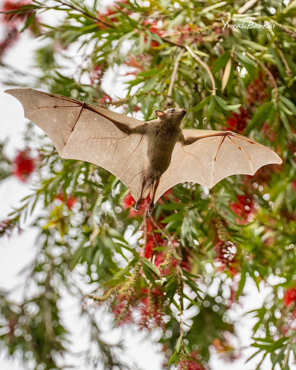 Its a very short season for the bottlebrush callistemon, but its a wonderful background for #bat photography. #bats