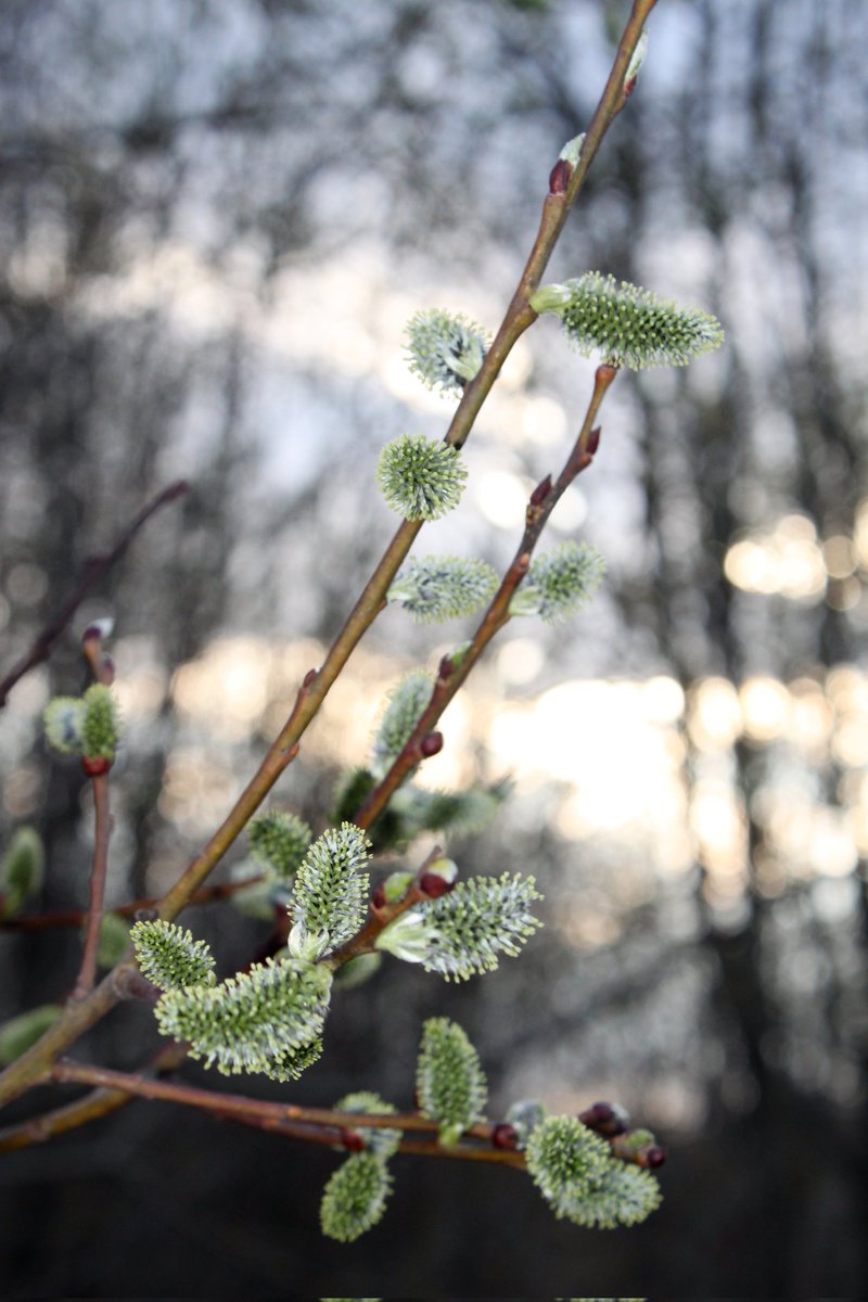 MLilevskaya's tweet photo. Вербное воскресенье🌿

#весна #апрель #верба #FLOWER  #NaturePhotography #naturelovers #spring #Blossom #Willow #tree #природа #природароссии #nature https://t.co/H7ICrjVI6L