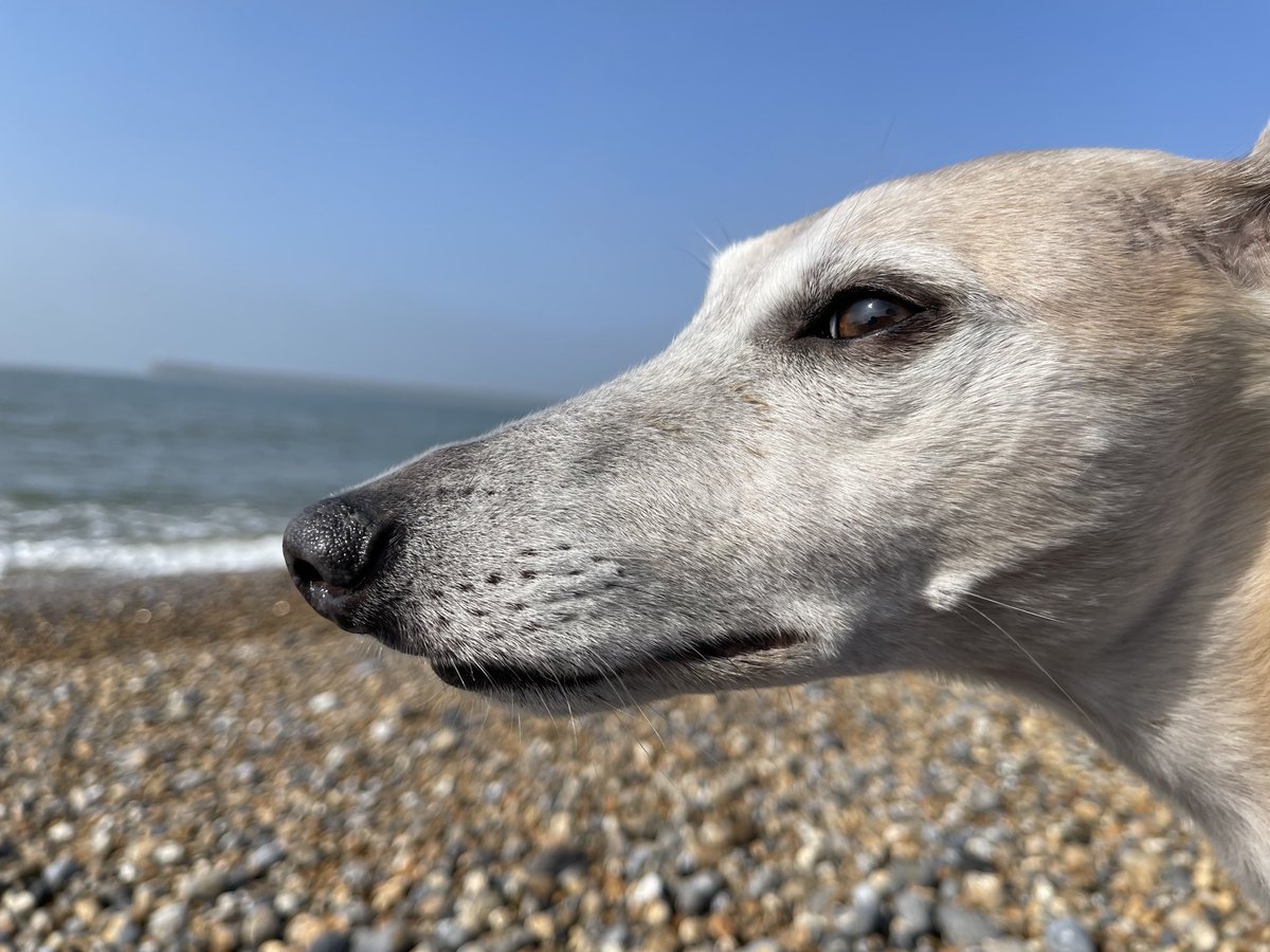 Taking a moment by the sea… #beach #coast #Sussex #whippets #dogs #dogsoftwitter