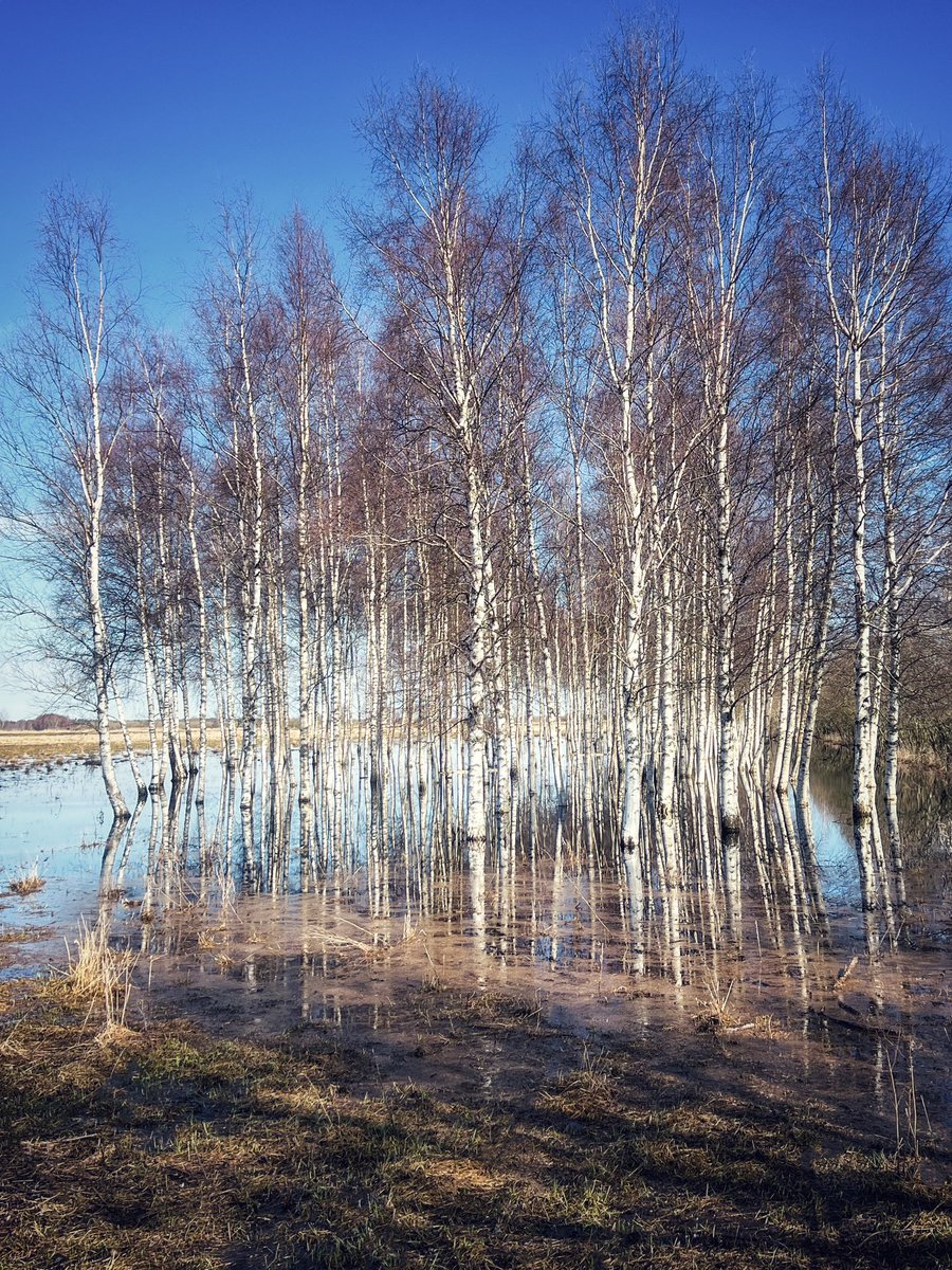 mMikaMarika's tweet photo. Björkar i vårbad 🌳🛀🏼☀️🔵
#photooftheday #birchtree #hike #sweden #reflecting_perfection #countryside #instaskeppet #naturephotography #nature_brilliance #naturelovers #reflectionphotography #skogsbad #shinrinyoku #visualart #artofvisuals #sweden_photolovers #wanderlust https://t.co/ZilFPXjLGB