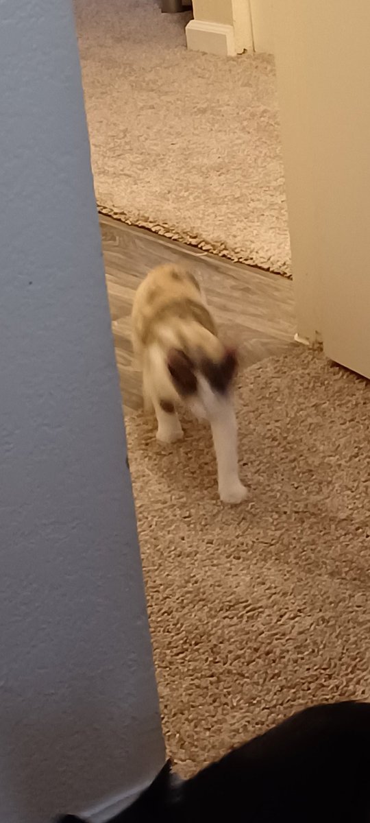 ShortLoudDmAss's tweet photo. @Stryxo Mine does the same and then proceeds to bolt back into my room just to bite the shit out of my leg https://t.co/4WagXPYTYD