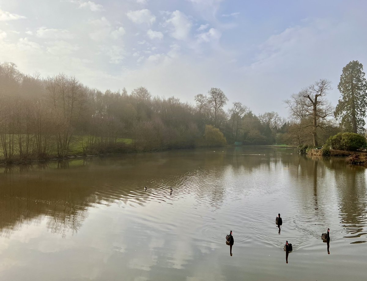 HeadGardenerCPL's tweet photo. Another glorious (albeit ever so slightly misty) sunrise over the garden at @chartwellnt
Happy Easter everyone!
#chartwell #chartwellnt #ntsoutheast #nationaltrust #garden #gardens #historicgarden #historicgardens #sunrise #lake #swan #easter #happyeaster #eastersunday https://t.co/Km4WfsxHFq