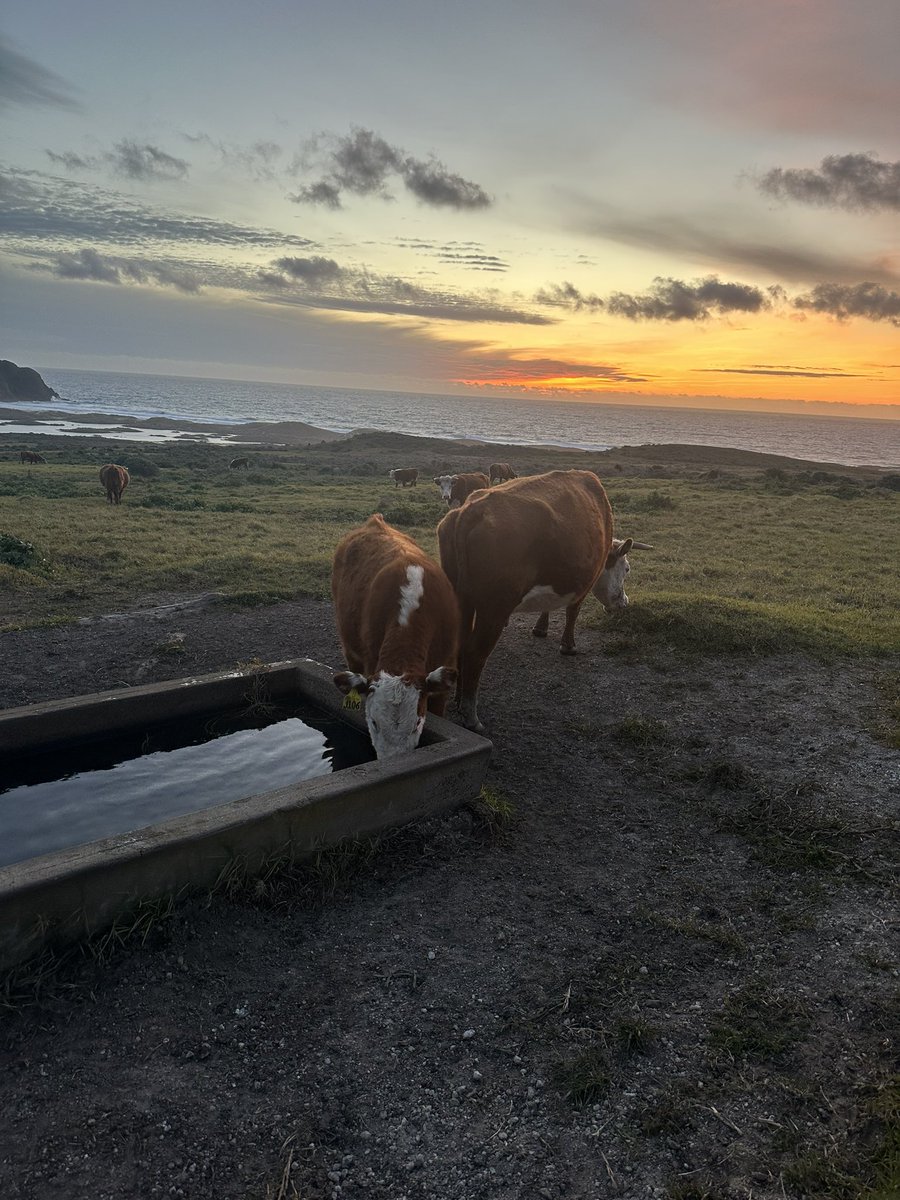 Visiting the family. 

#cows #moo #California
