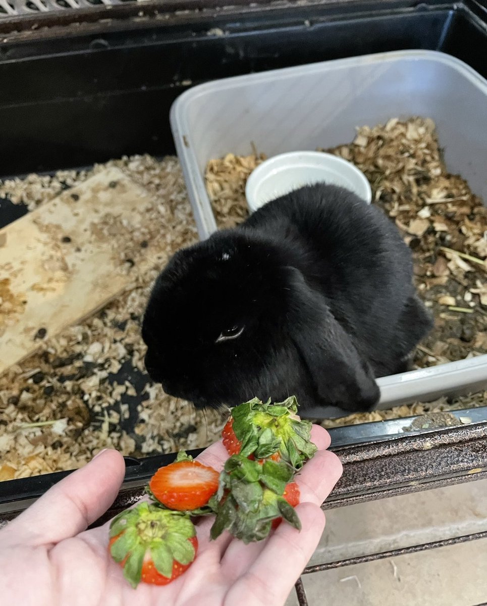 nflaherty10's tweet photo. Not the Easter morning we wanted - our very loved bunny Winnie passed this morning, hoping we gave her the best life possible. https://t.co/zSJ8iHk5Ks