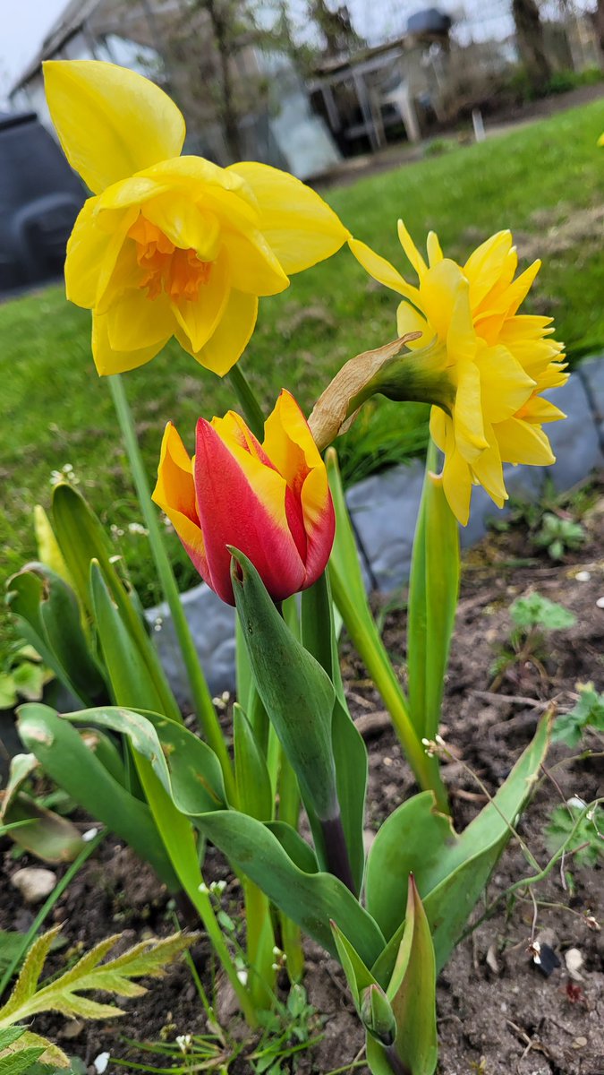 ooogleboogle's tweet photo. A little splash of colour at the allotment today 😀 #allotment https://t.co/MEevGufVbm