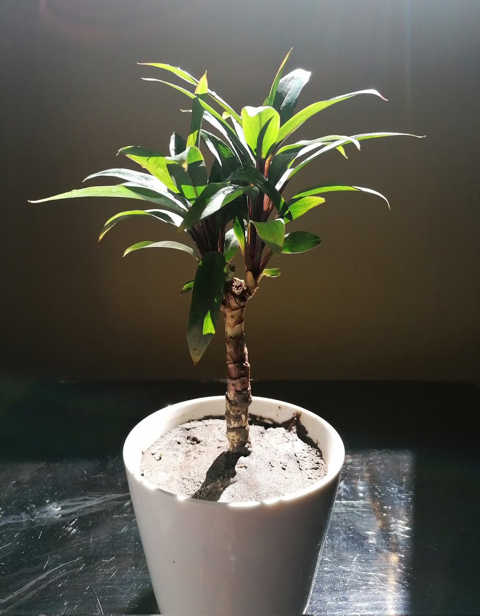 zuhalplants's tweet photo. A little 🌴 https://t.co/zlGQa6dP6q