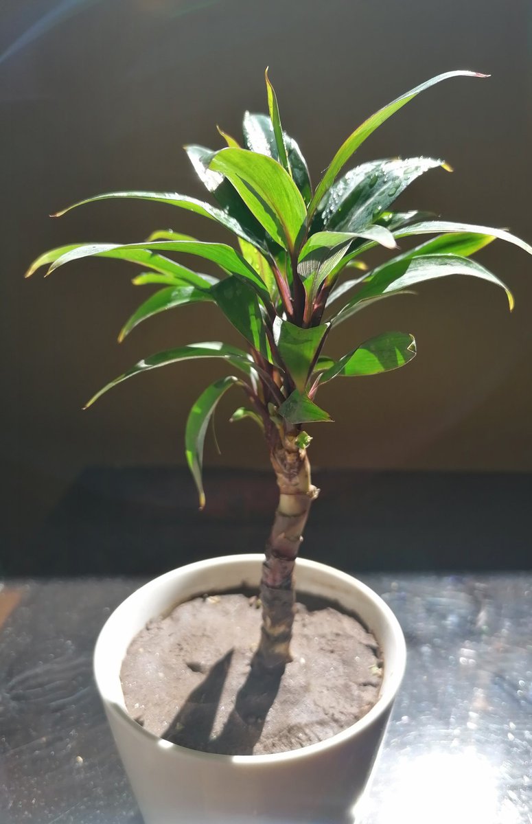 zuhalplants's tweet photo. A little 🌴 https://t.co/zlGQa6dP6q