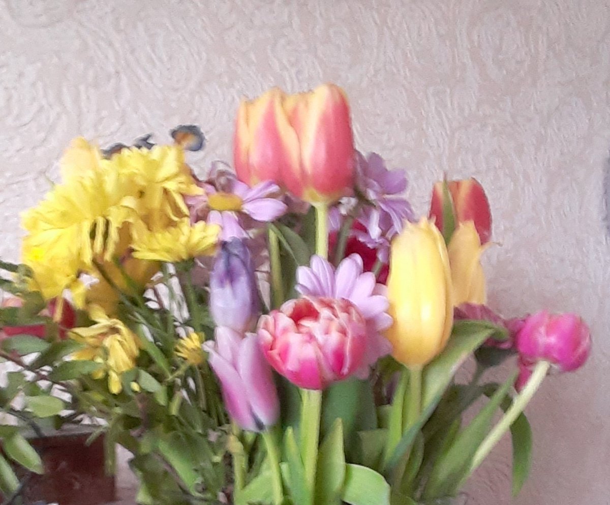 WarphobblerKaz's tweet photo. Your Happy #Easter/Third Weekend of #Ramadan/#Passover/#Eoster flowers, for whoever wants or needs them, no matter wherever or whatever you may be...
#FlowersForAll #flowers #FlowersMatter
@Jennife10651535 @FlissHawksworth @DrJaninaRamirez @RslewisSally & all my friends X https://t.co/aMkAmMh06V