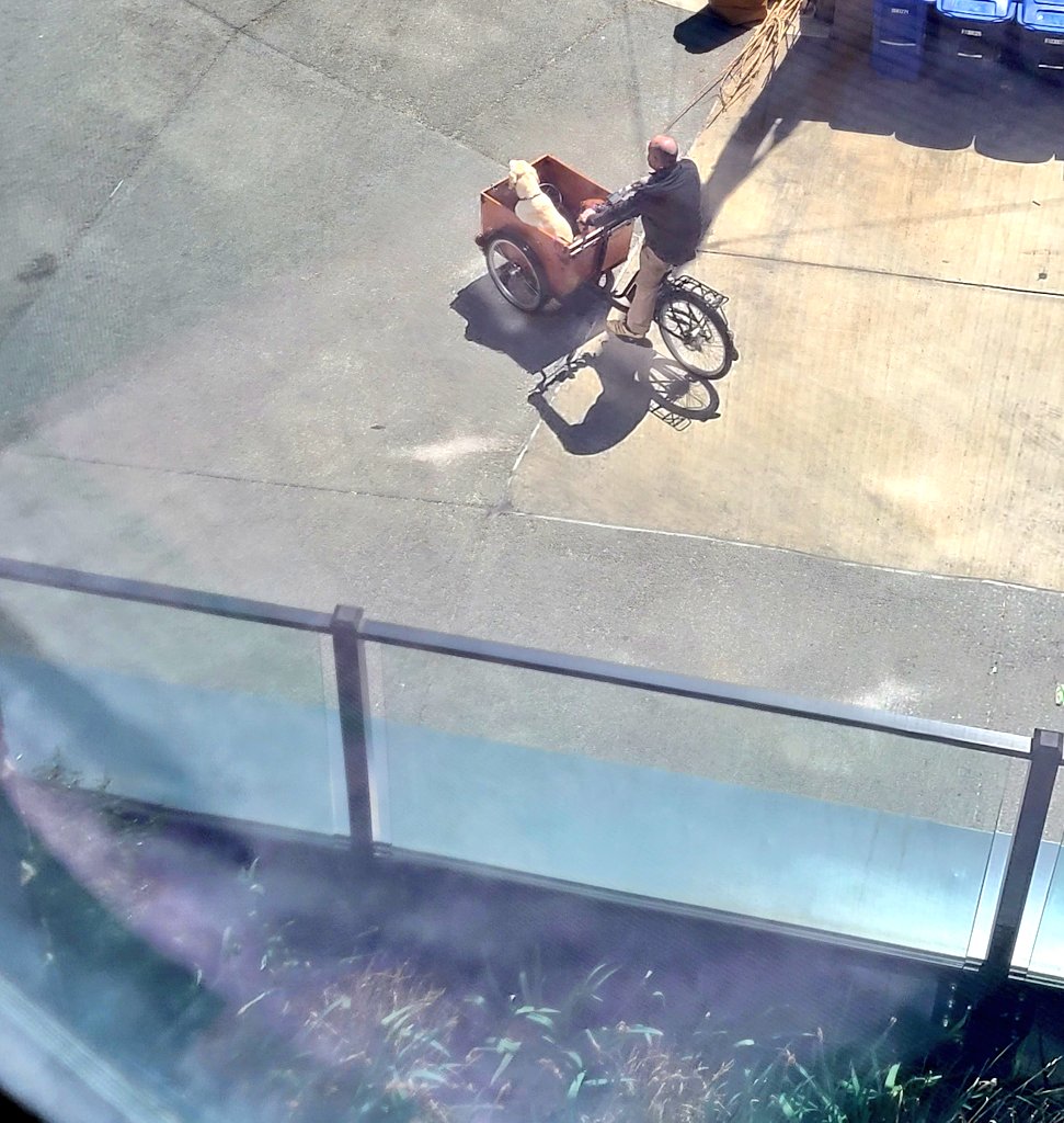 Puppy bike cuteness AND this duo lives in my building 🥰🥰