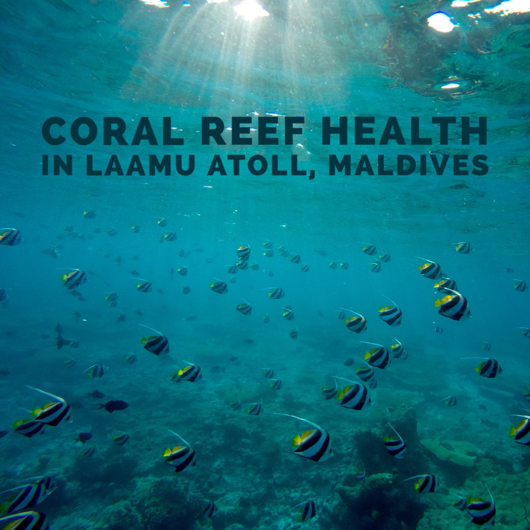 Mara Fischer (@marafischr) on Twitter photo 🌟New findings🌟 Survey data from 2019 and 2021/22 show that Laamu Atoll’s #coral reefs appear to be well on the way to recovery from the 2016 mass bleaching event! Here are some of the key findings from our final report for <a href="/Bluemarinef/">Blue Marine Foundation</a> & <a href="/ResilientReefs/">Maldives Resilient Reefs</a> 👇
📸 <a href="/ProfCallum/">Callum Roberts</a> 🌟New findings🌟 Survey data from 2019 and 2021/22 show that Laamu Atoll’s #coral reefs appear to be well on the way to recovery from the 2016 mass bleaching event! Here are some of the key findings from our final report for <a href="/Bluemarinef/">Blue Marine Foundation</a> & <a href="/ResilientReefs/">Maldives Resilient Reefs</a> 👇
📸 <a href="/ProfCallum/">Callum Roberts</a>