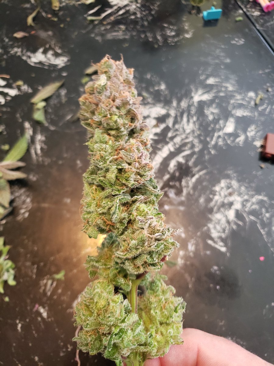 CryptoNgrow tweet media