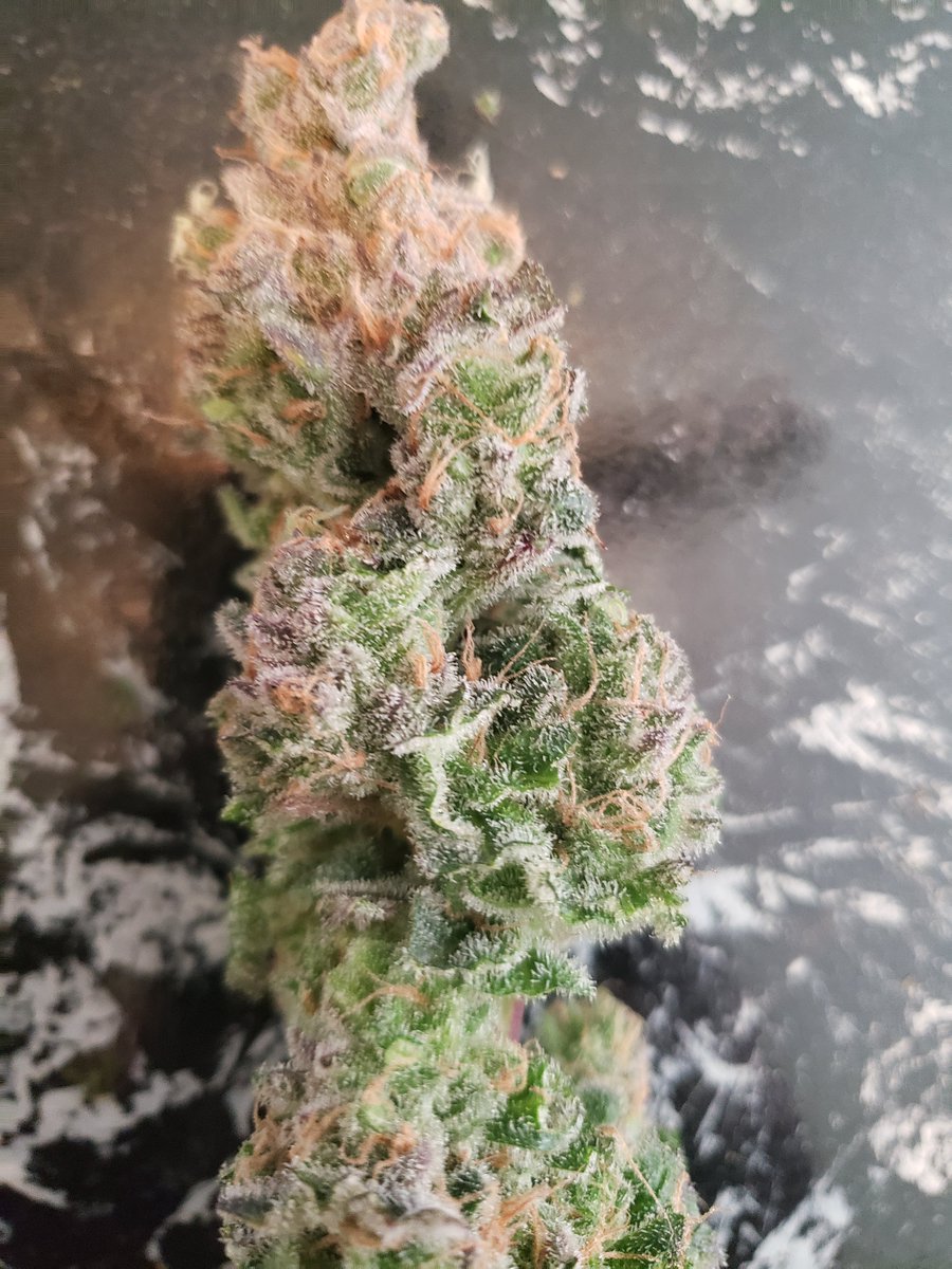 CryptoNgrow tweet media