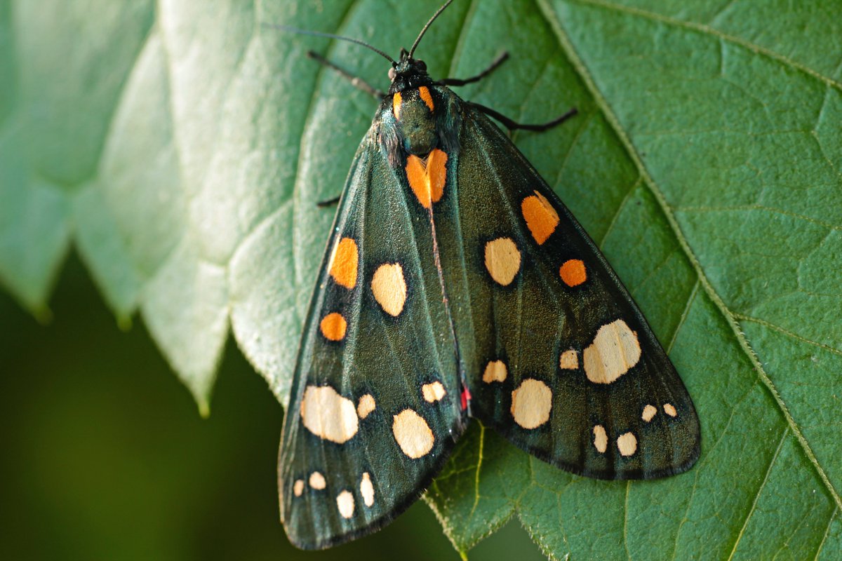 TheShapeShire's tweet photo. #Love is in the air
Happy #shapehunting!
More #shapes: https://t.co/BNmECY6jCK
#randomshapes #geometry #shapehunt #homeschool #homeschoolers #homeschooling #homeschoolmom #childexplorers #exploring #shapeshire #familylearning #successfullearners #nature #butterfly #heart https://t.co/i0SpfevMoL