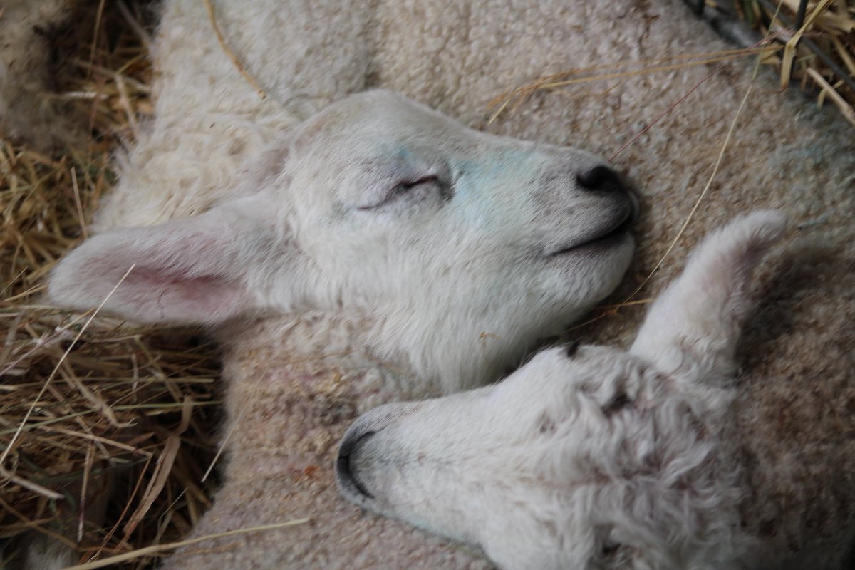13MeganMarie's tweet photo. Happy Easter 🐑🐖🐄🦢@AngliaWeather @itvanglia https://t.co/LlPmOCGTqv
