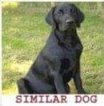 🆘7 APR 2023 #Lost #ScanMe
Black Labrador Retriever Female
Dyers Lane #ChippingCampden #Gloucestershire #GL55  
doglost.co.uk/dog-blog.php?d…