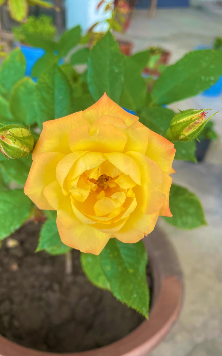 JustPlantss's tweet photo. #FLOWERS are the only things which #Meltdown every ones #heart https://t.co/Fs6gykcgo7