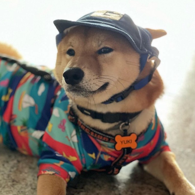ClubeShiba's tweet photo. Estilo? Temos! @yukioshiba_ 

#clubeshiba https://t.co/F2PPr1MmLF https://t.co/iBvhFDqsvk
