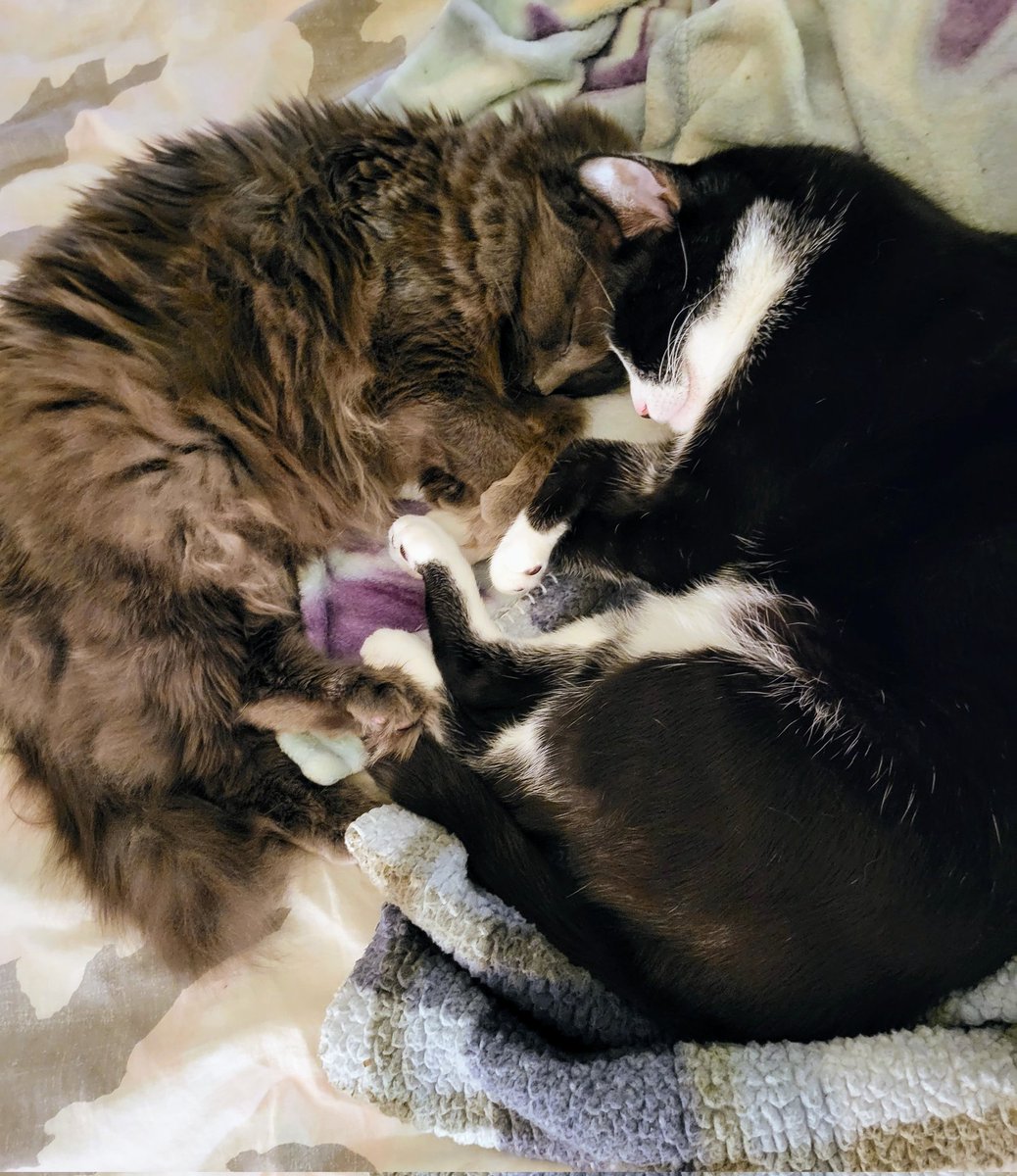 Jroz (@jrozonelove) on Twitter photo My bunnies! 🐰 it's a trip the way these kits look at me w love in their smitten 👀 My bunnies! 🐰 it's a trip the way these kits look at me w love in their smitten 👀
