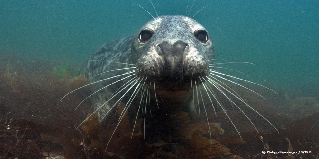 Did you know that around 40% of all grey seals live in UK waters?

Of this number around 90% of these breed at colonies in Scotland. #WildIsles 🌊