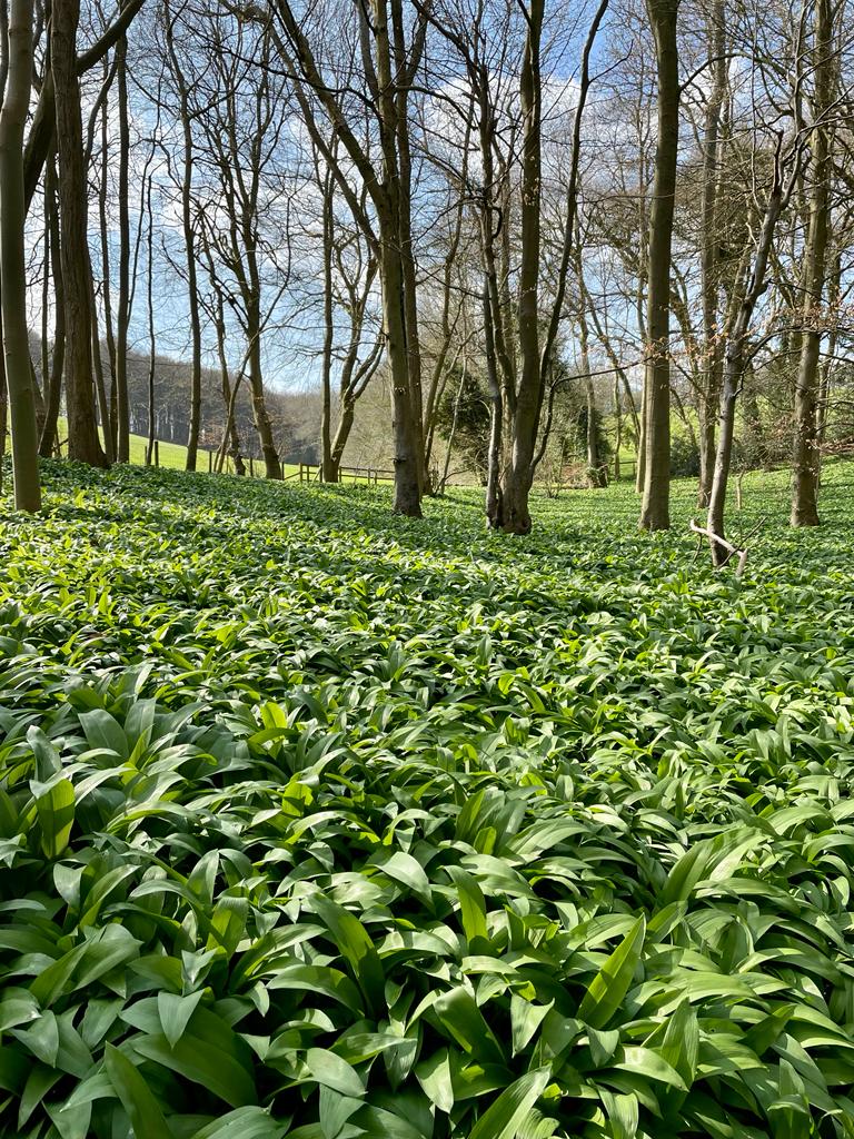 LouisMMCoiffait's tweet image. May have found *all* the wild garlic... 
#MaxPesto #Ramsons