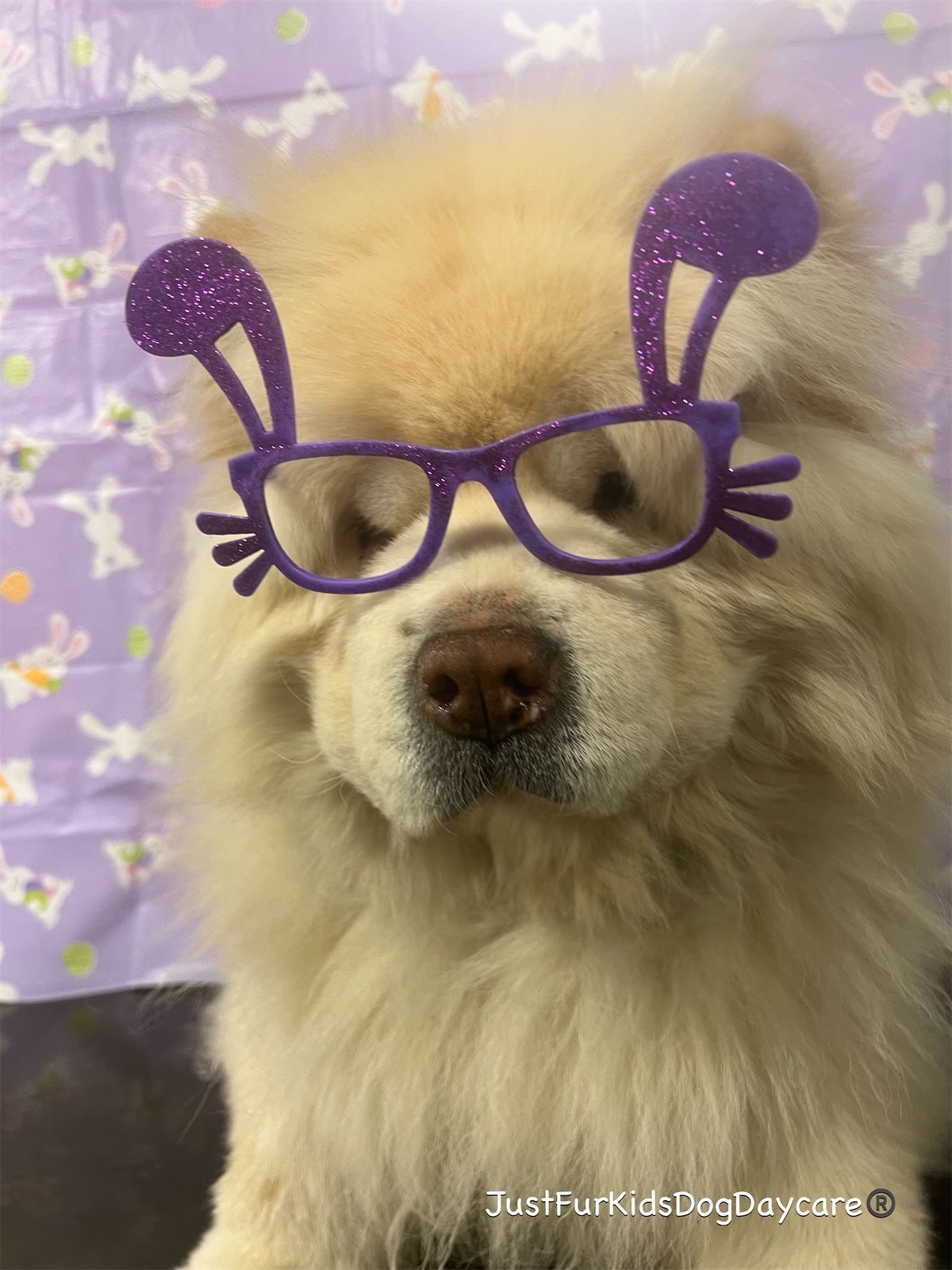 Furkids dog daycare 2025