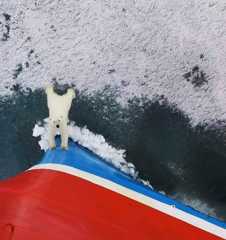 LeContempIateur's tweet photo. ‍❄ Cette photo est incroyable !

Plus on la regarde plus elle nous parle... Et on peut y voir en cet ours blanc avec toute la détresse d'une faune, d'une flore, de la terre entière impuissante contre l'avancée dite "intelligente" de l'homme... Il nous dit simplement STOP ! S'il vous plait arrêtez le massacre de notre Terre !

(Bien sûr ceci est une simple interprétation)

📸 Chris Westwood