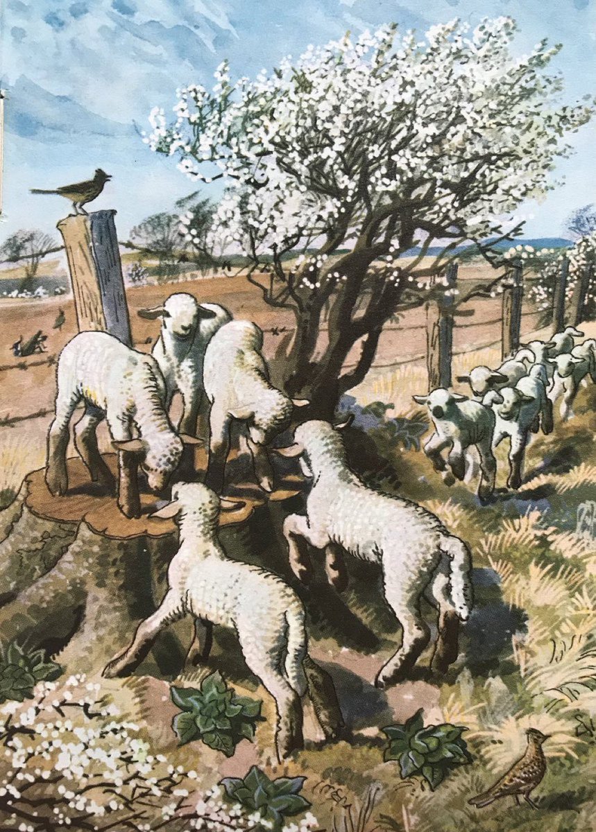 “By the first week of April, the lambs that were born in February are large enough to enjoy springtime games. The blackthorn is now in full blossom.”
#ELGrantWatson #CFTunnicliffe