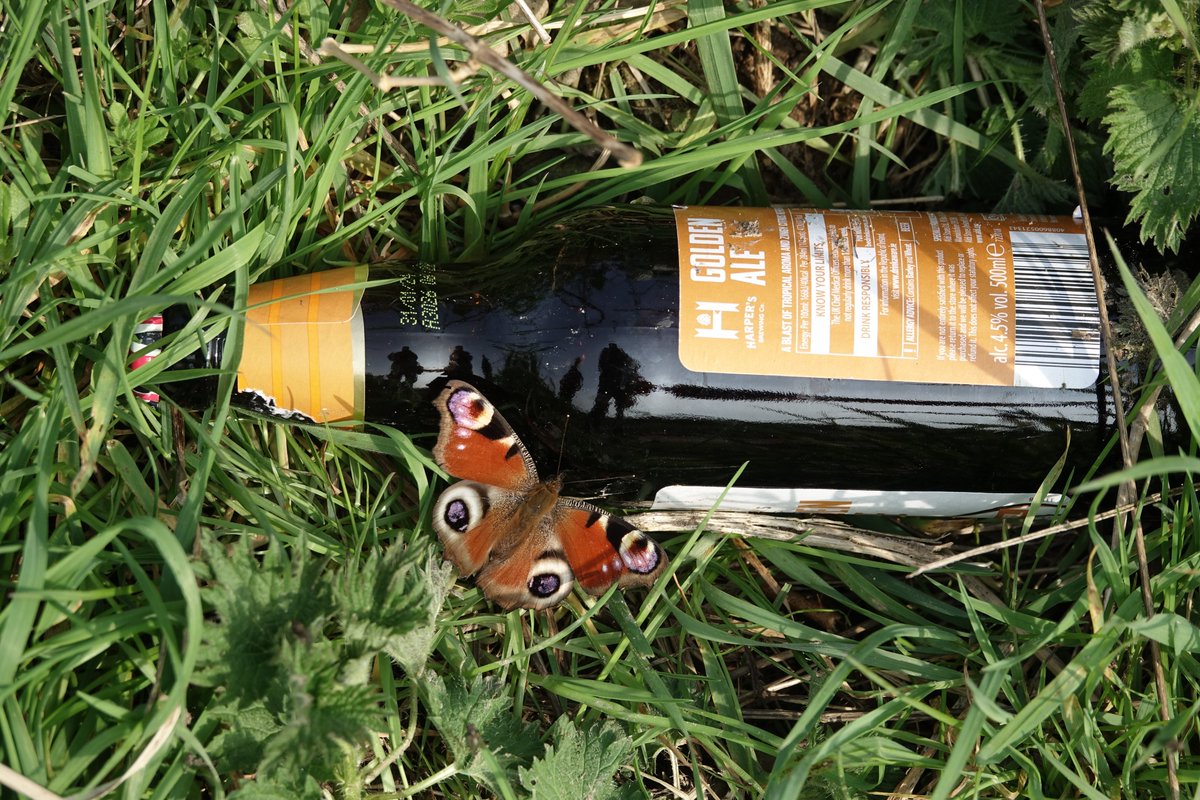 With growing concerns about alcohol abuse and anti-social behaviour there appears to be a worrying increase in the number of butteflies seen drinking in public <a href="/BC_Norfolk/">BC Norfolk</a>