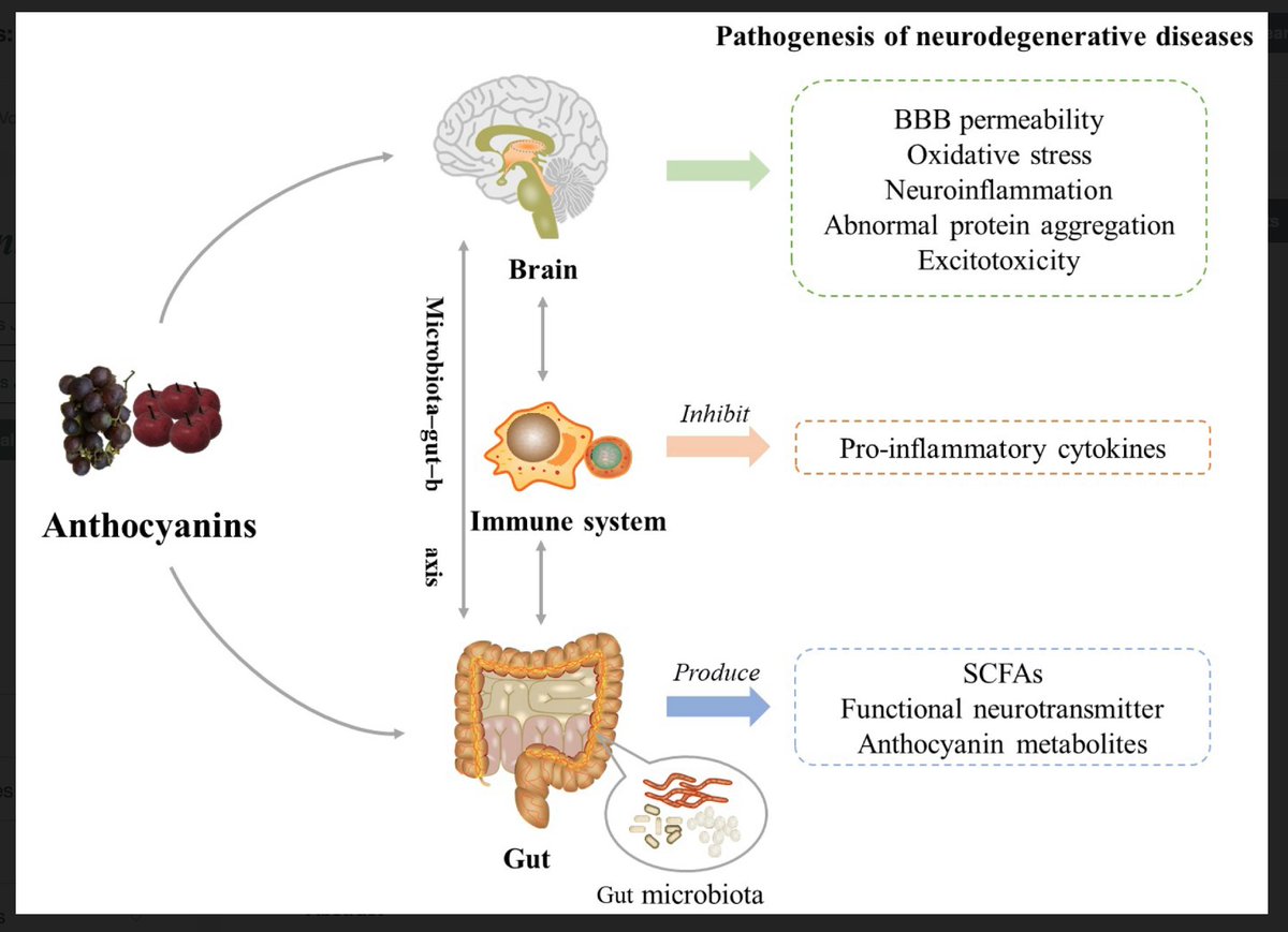 Anthocyanins The colourful flavonoids with antioxidant, anti