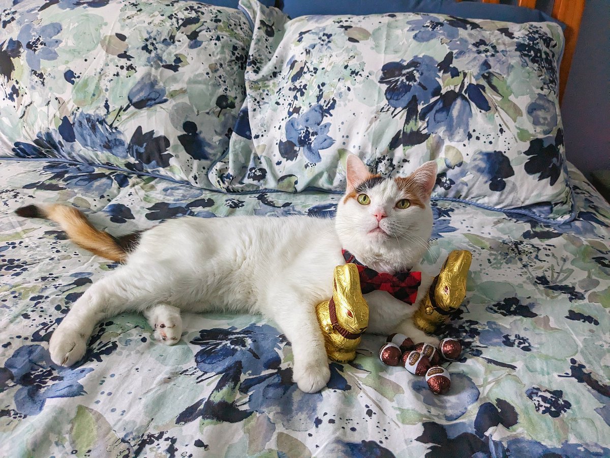 mcpartist's tweet photo. #HappyEasterSunday from Alice #CatsAreFamily #CatsOnTwitter https://t.co/0GeE9DX2nC