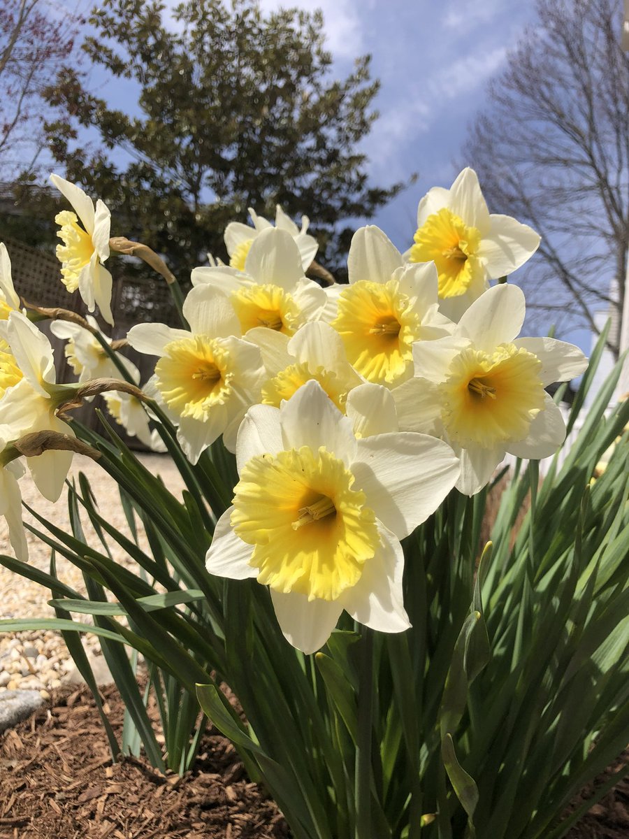 @HARTResearch @sjholt50 @VenetiaJane @DavidMariposa1 @ProfessorFlying @LisaMSutch @christinedemar @Rubyslippers82 @CesPlantsRey Such a beautiful #flower 💛🌼🦋Happy Sunday ☀️✨#HappyEasterDay🐰🐇 Wishing You A Wonderful Day‼️#Flowers-team 🤗🙏😇 💝