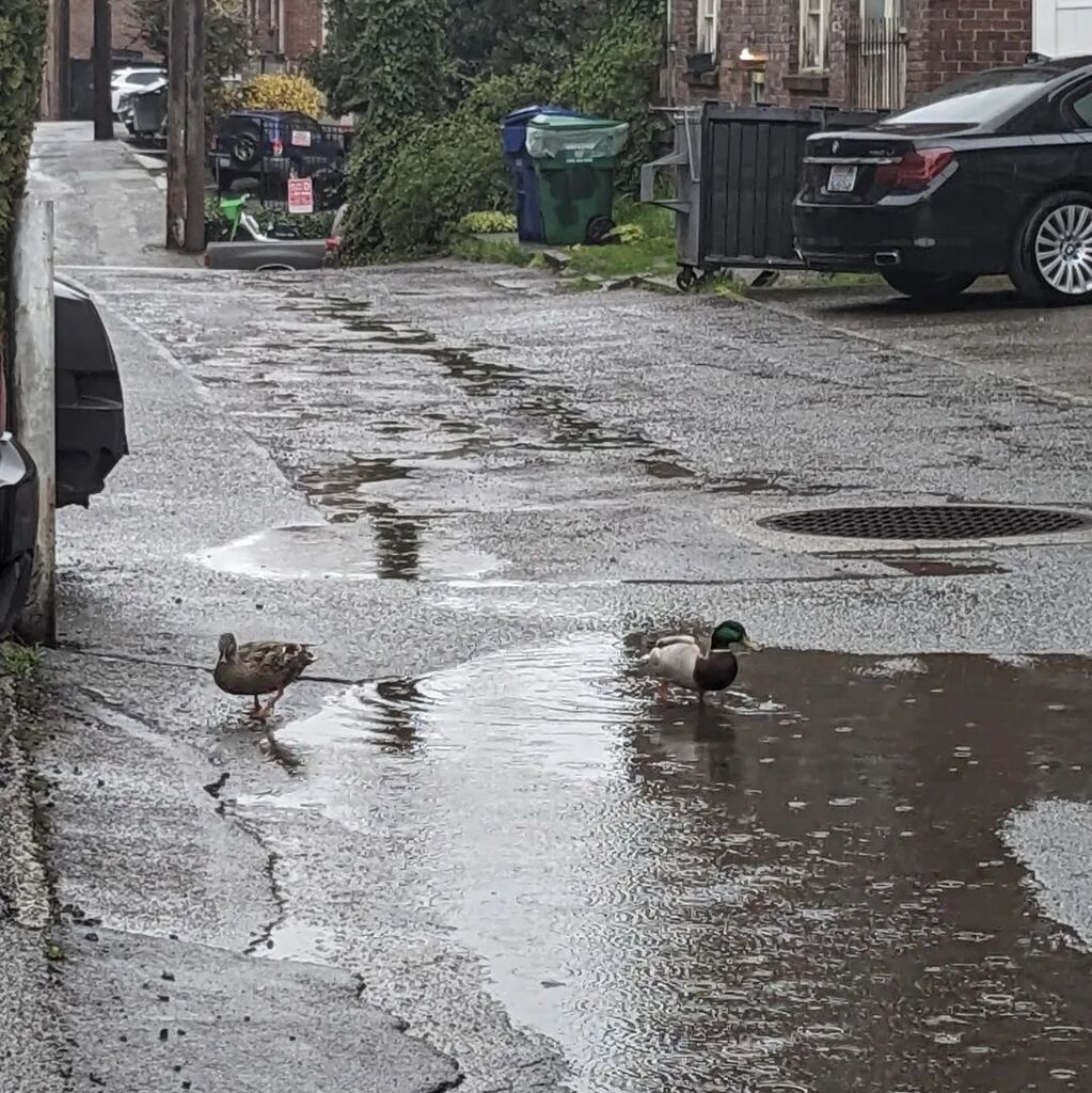 Spotted some visitors in the neighborhood today. 🦆

#capitolhillseattle instagr.am/p/Cq00YzUP_x7/