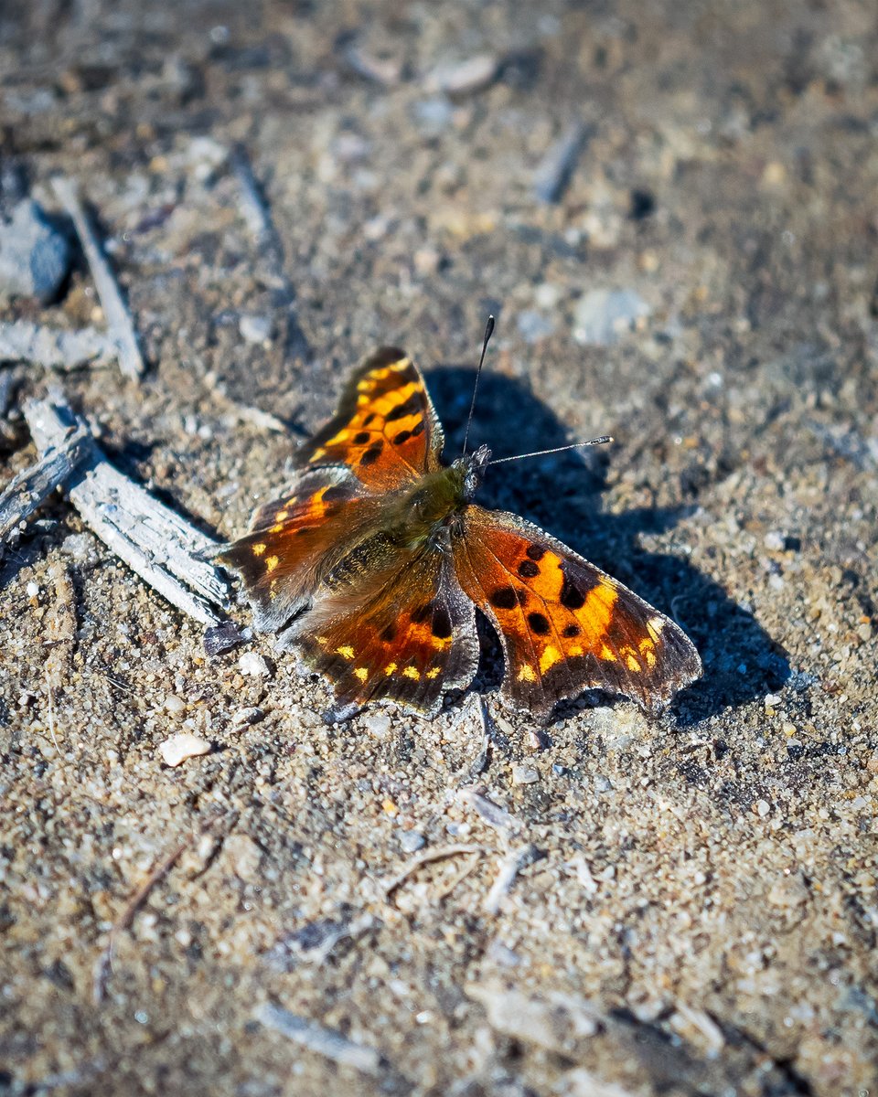 Green Comma (Polygonia faunus) photographed in March showing no signs of wear/tear from previous late summer/fall birth, daily activities thereafter up to and including winter hibernation event. Amazing #butterflies🙂
