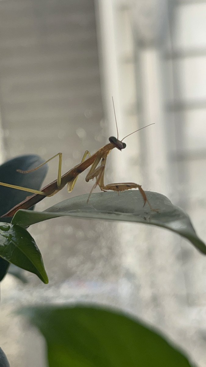 Zander is enjoying the sunshine ☀️ #prayingmantis #SundayFunday