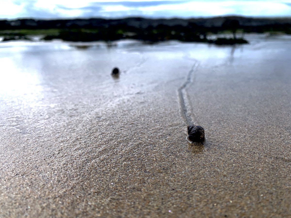 LiosUath's tweet photo. See these critters on our daily walks . Tipping away . Doing their best to stay alive .
#scéaltaasdúlra #voicesfornature
#TiredEarth #DeGrowth
#Querrin #Loophead
#Clare #Ireland #beachlife #biodiversity https://t.co/ew3tpcxp1h