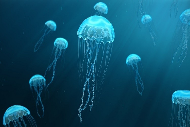 The fact that jellyfish have survived for 650 million years despite not having brains, gives hope to many people.