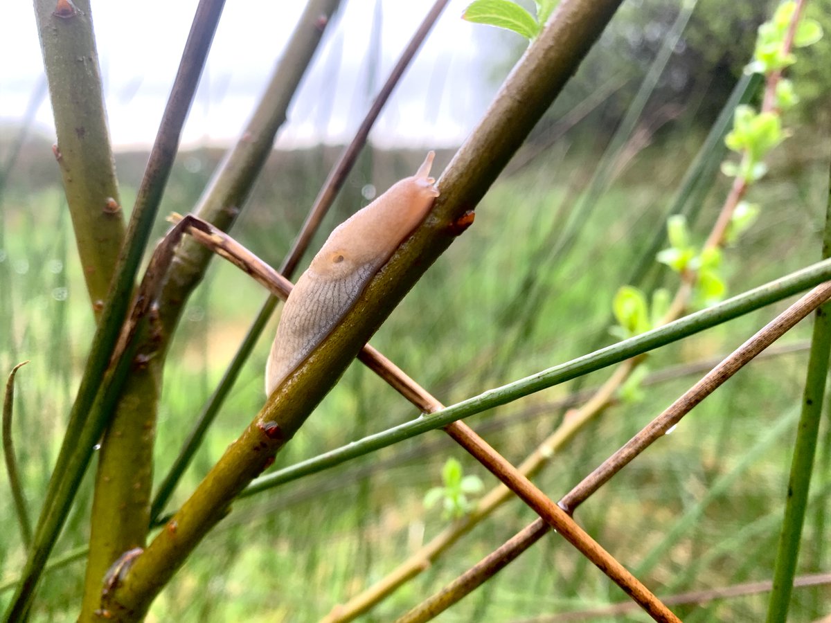 LiosUath's tweet photo. Meanwhile back up on the reserve, the drizzle ideal for some ❣️

#scéaltaasdúlra #voicesfornature
#TiredEarth #DeGrowth
#Querrin #Loophead
#Clare #Ireland #willow #slugs #biodiversity https://t.co/8UHCIcfVeS
