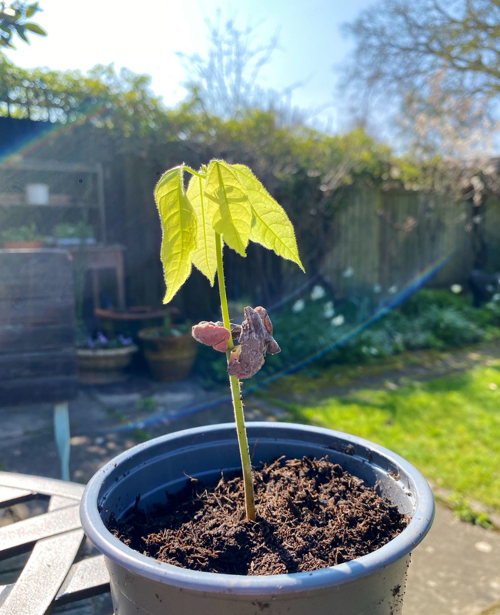 Baby cacao seedling from a pod I smuggled from Ecuador in January! Happy Easter everyone! 🌱🍫🇪🇨🐣💕 #CacaoLove #BabyCacao
