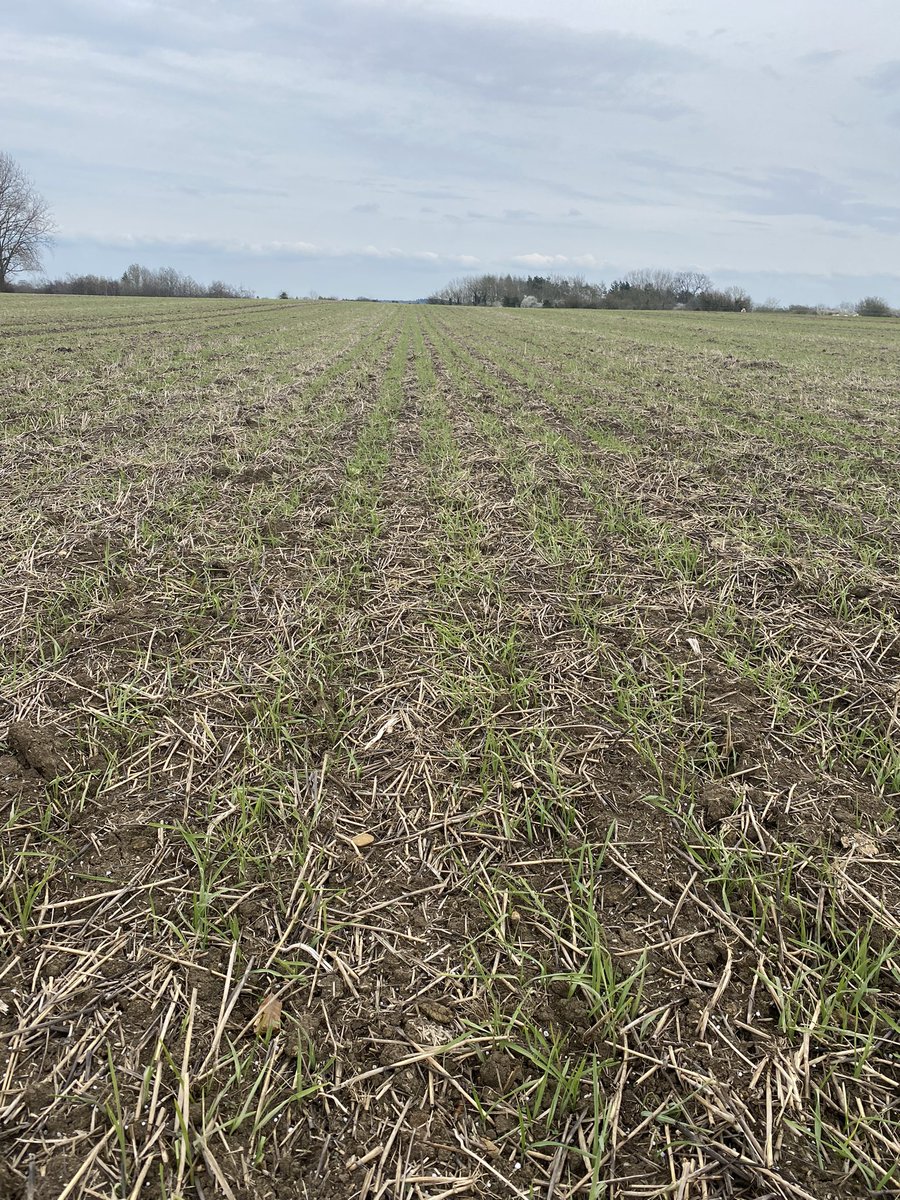 Busy weekend putting 1st and 2nd doses of Urea on cereals along with Polysulphate on the whole farm 👍 Spring barley and oats behind cover crops looking well bar the flooded areas 😬 <a href="/ClaydonDrill/">Spencer Claydon</a>