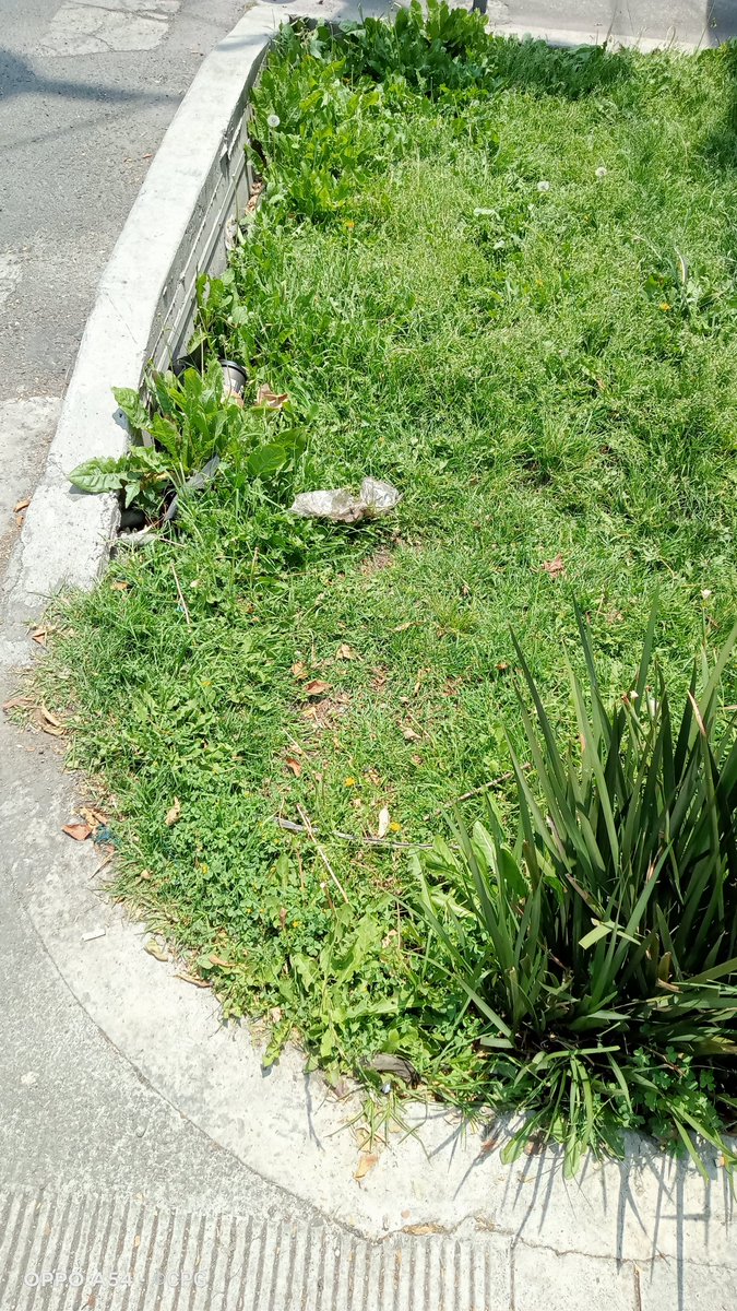 CatalinaPrezG's tweet photo. @SOBSECDMX @GobCDMX  @Claudiashein  @ColCreditoCons1 
No hay suficiente riego, mantenimiento y limpieza de zonas verdes en banquetas en #DeprimidoMixcoac
Se comprometieron con vecinos a tener este mantenimiento y lo q hacen no es suficiente. https://t.co/VBo7Q3DcbK