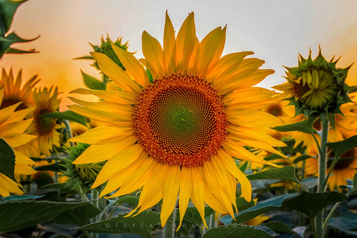 A little sunshine for your feed 🌻☀️ #sunflowerselfie #GoodVibes