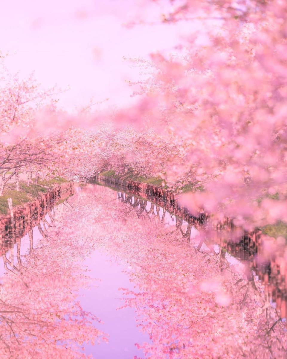 Cherry blossom season in Japan offers magical landscapes! 🤩🇯🇵🌸 📸: tomohase_ (IG) #nature #flowers
