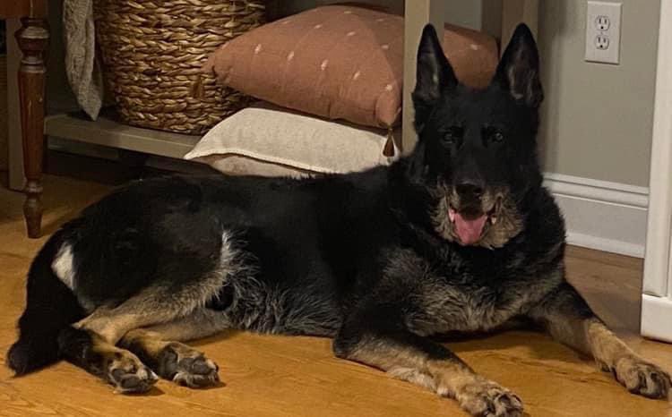 Wishing retired BPD K-9 Havoc a very happy 14th birthday!