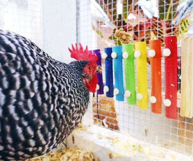 Playable Chicken Xylophone - Enhance Your Backyard Coop